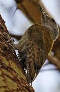 African Grey Woodpecker