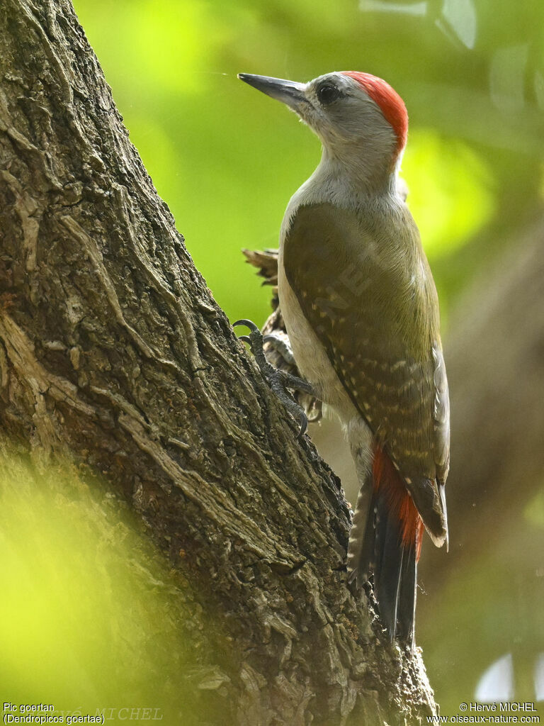 African Grey Woodpecker