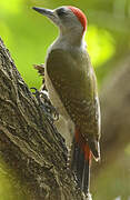 African Grey Woodpecker