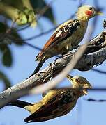 Cream-colored Woodpecker