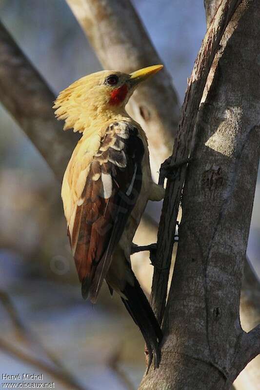 Pic jaune mâle adulte, identification