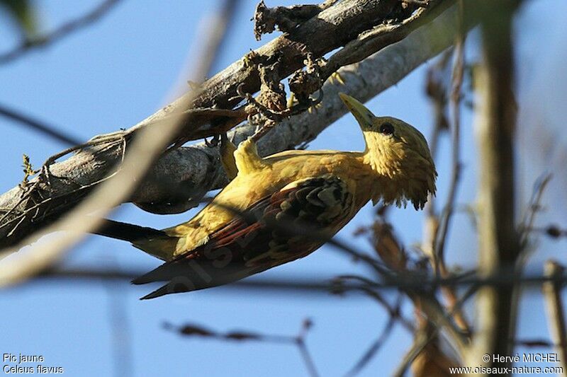 Cream-colored Woodpecker female adult, identification