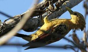 Cream-colored Woodpecker