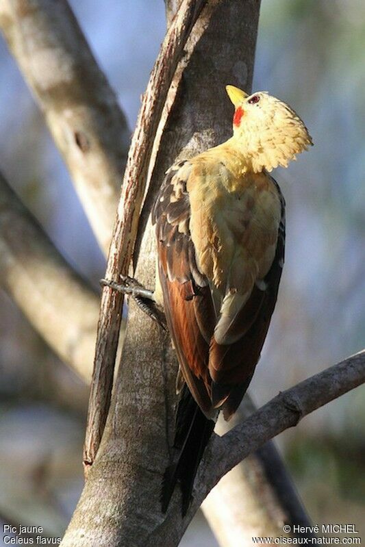 Cream-colored Woodpecker male adult, identification