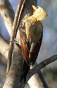 Cream-colored Woodpecker