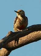 Yellow-crowned Woodpecker