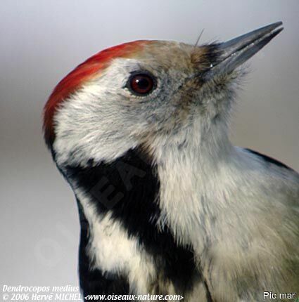 Middle Spotted Woodpeckeradult