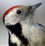 Middle Spotted Woodpecker