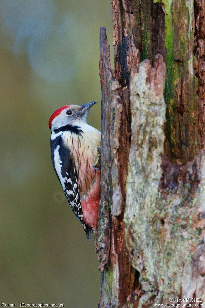 Middle Spotted Woodpecker