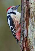 Middle Spotted Woodpecker