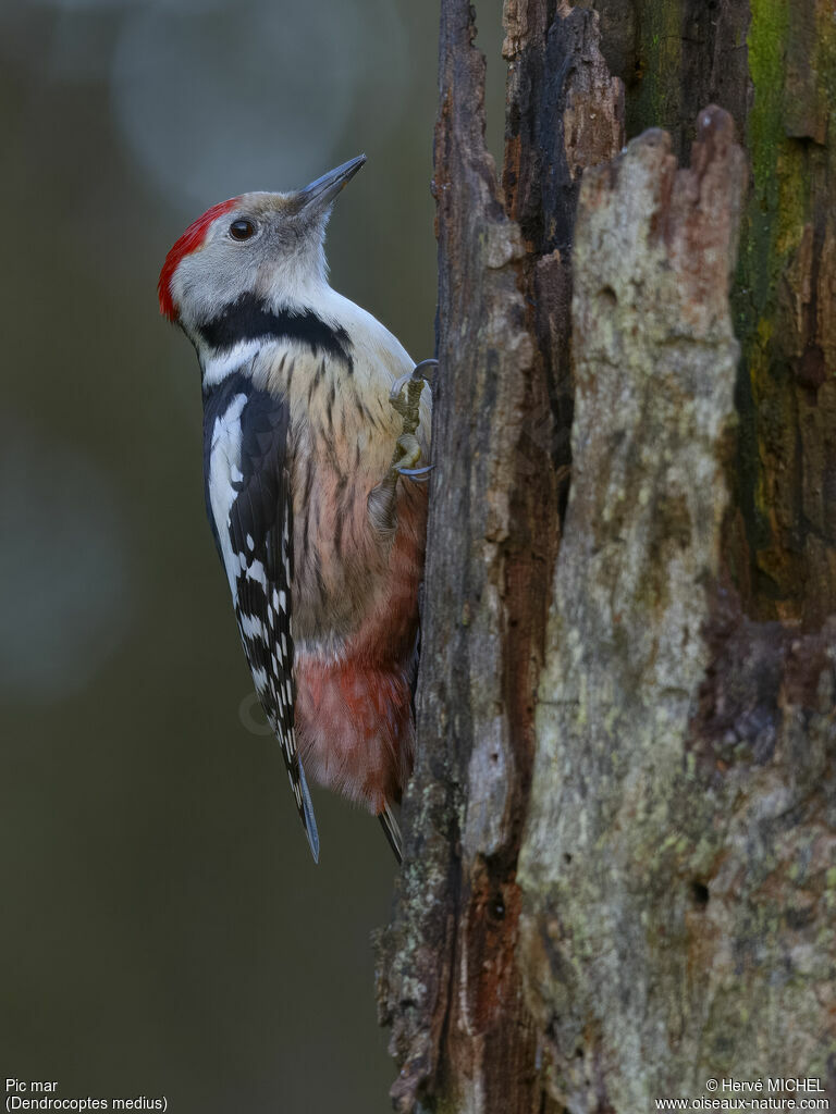 Middle Spotted Woodpecker