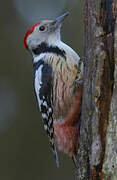 Middle Spotted Woodpecker