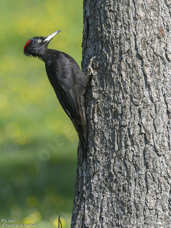 Black Woodpecker female adult