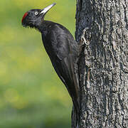 Black Woodpecker