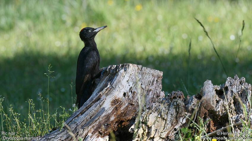 Black Woodpecker female adult