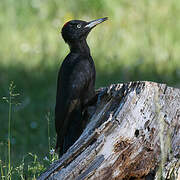 Black Woodpecker