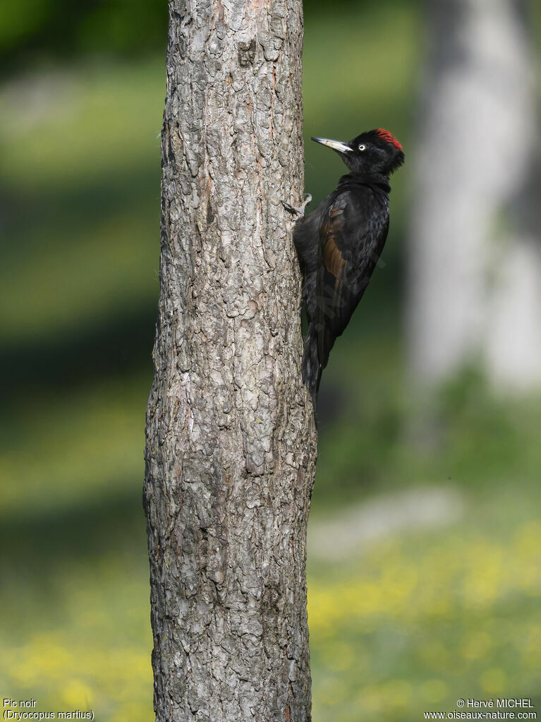 Black Woodpecker female adult