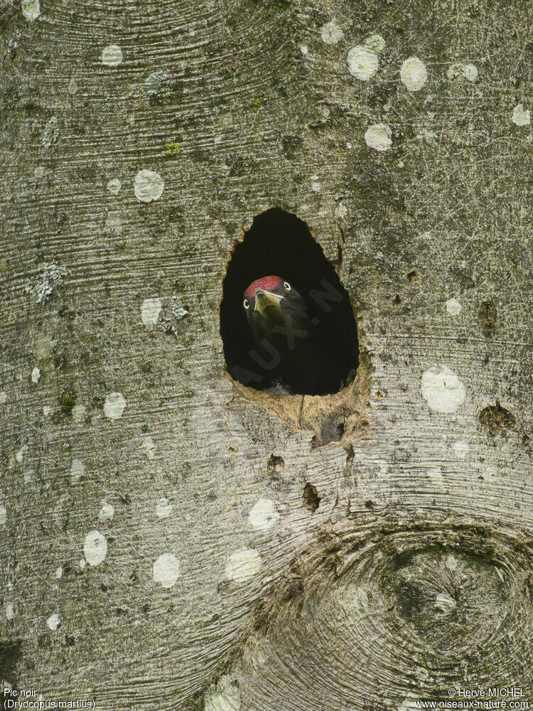 Black Woodpecker