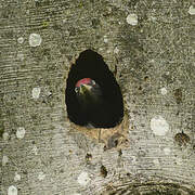 Black Woodpecker