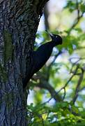 Black Woodpecker