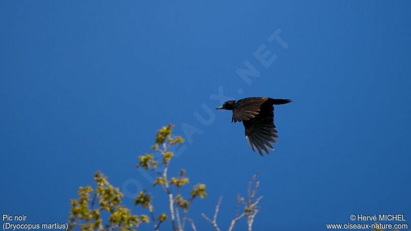 Black Woodpecker male adult