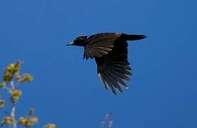 Black Woodpecker