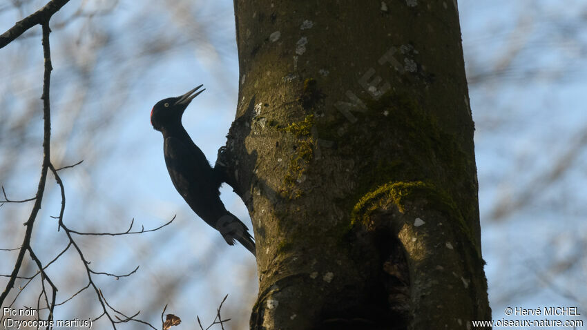 Black Woodpecker female adult