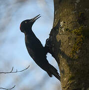 Black Woodpecker