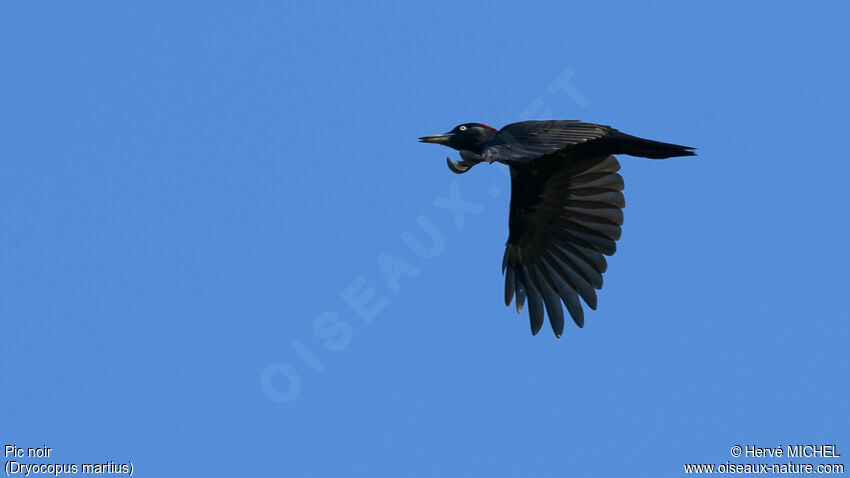 Black Woodpecker male adult