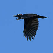 Black Woodpecker