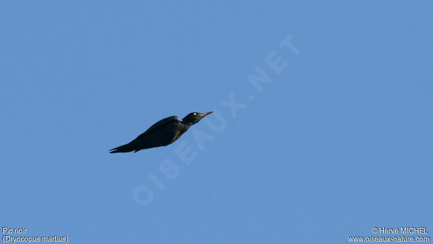 Black Woodpecker male adult