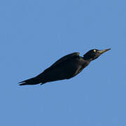 Black Woodpecker