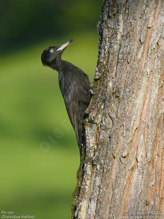 Black Woodpecker female adult