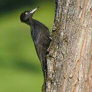 Black Woodpecker