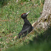 Black Woodpecker