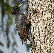 Black Woodpecker