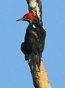 Lineated Woodpecker