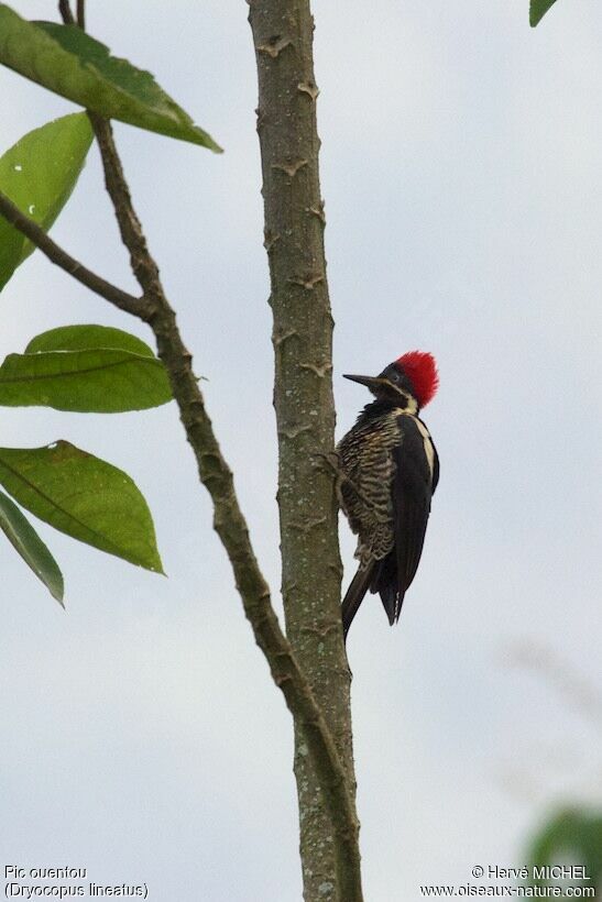 Lineated Woodpecker