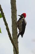 Lineated Woodpecker