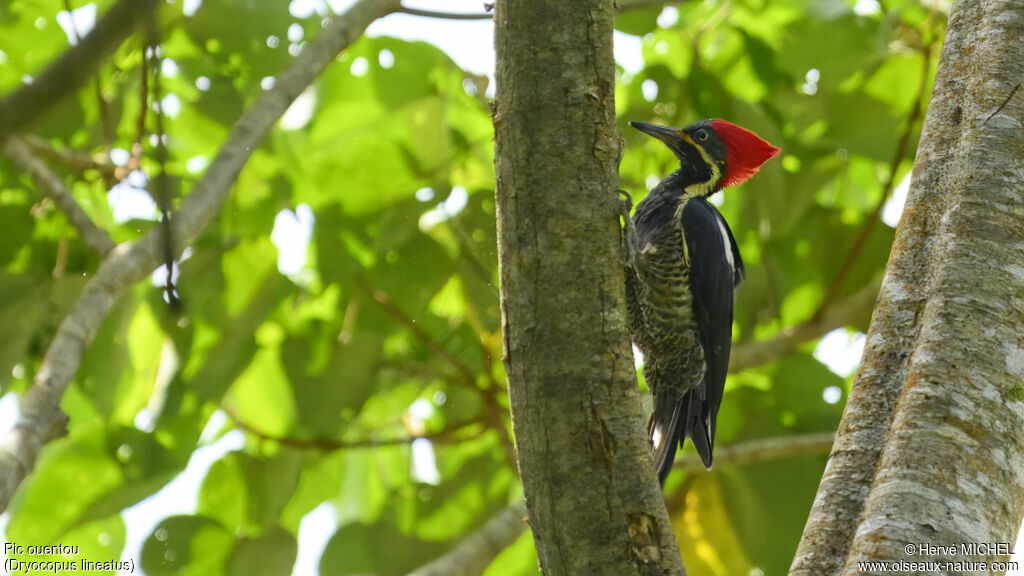 Lineated Woodpecker