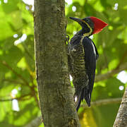 Lineated Woodpecker