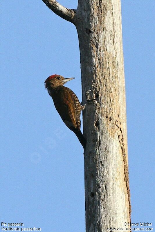 Little Woodpecker male adult, identification