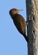 Little Woodpecker