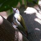 Pic spodocéphale