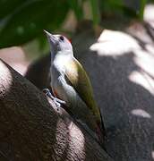 Eastern Grey Woodpecker