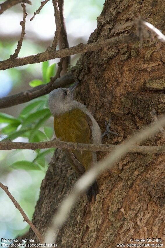 Eastern Grey Woodpecker female