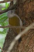 Eastern Grey Woodpecker