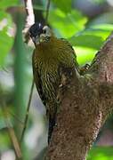 Streak-throated Woodpecker