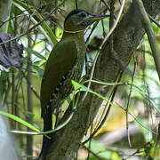 Streak-throated Woodpecker