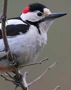 Syrian Woodpecker